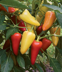 Mariachi Hybrid Hot Pepper
